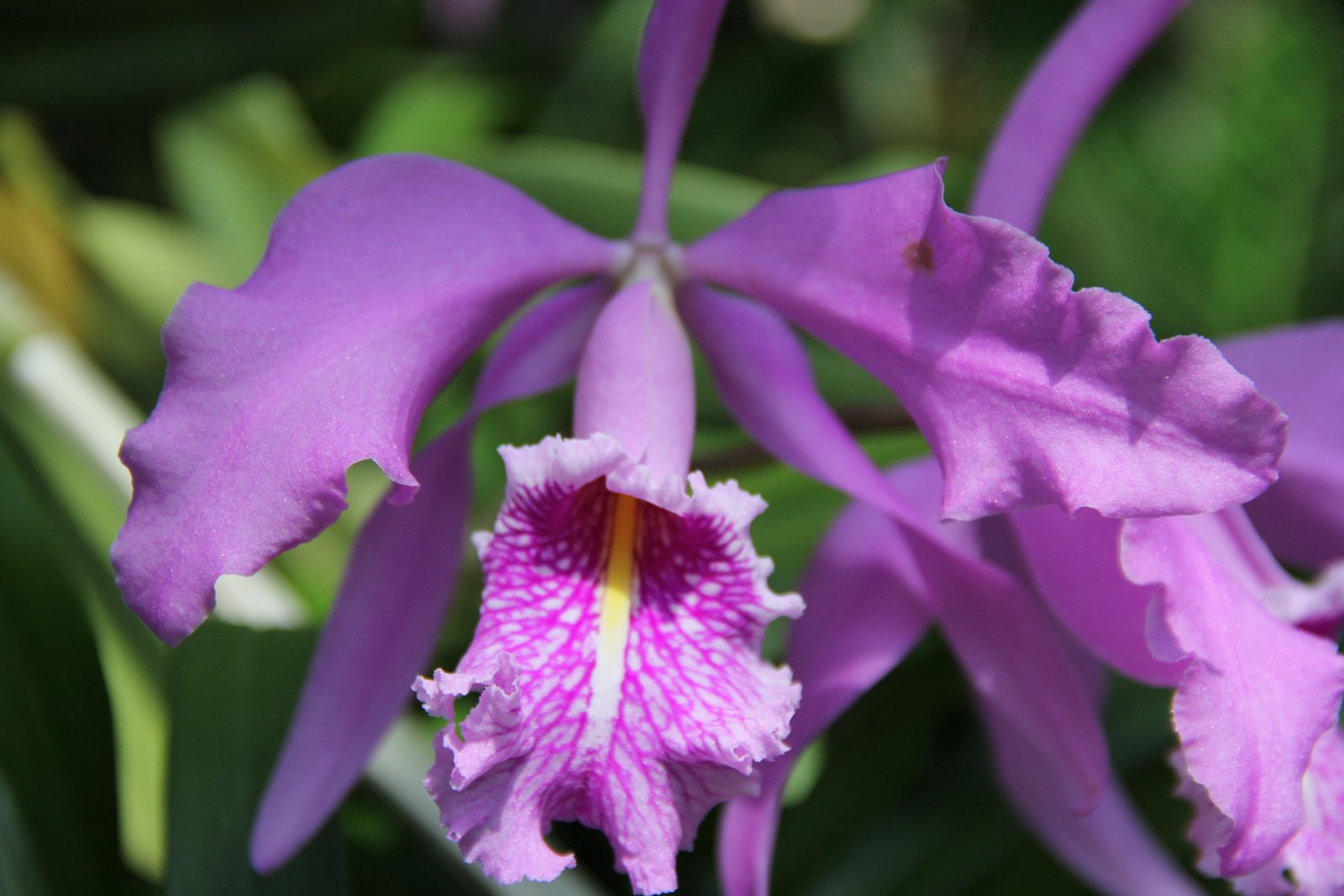 Orchid in violet
